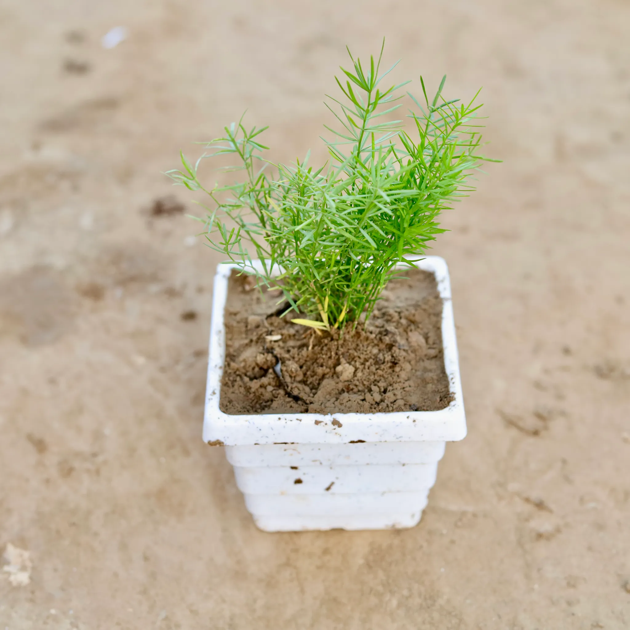 Asparagus Mary Desi in 4 Inch White Marble Premium Orchid Square Plastic Pot