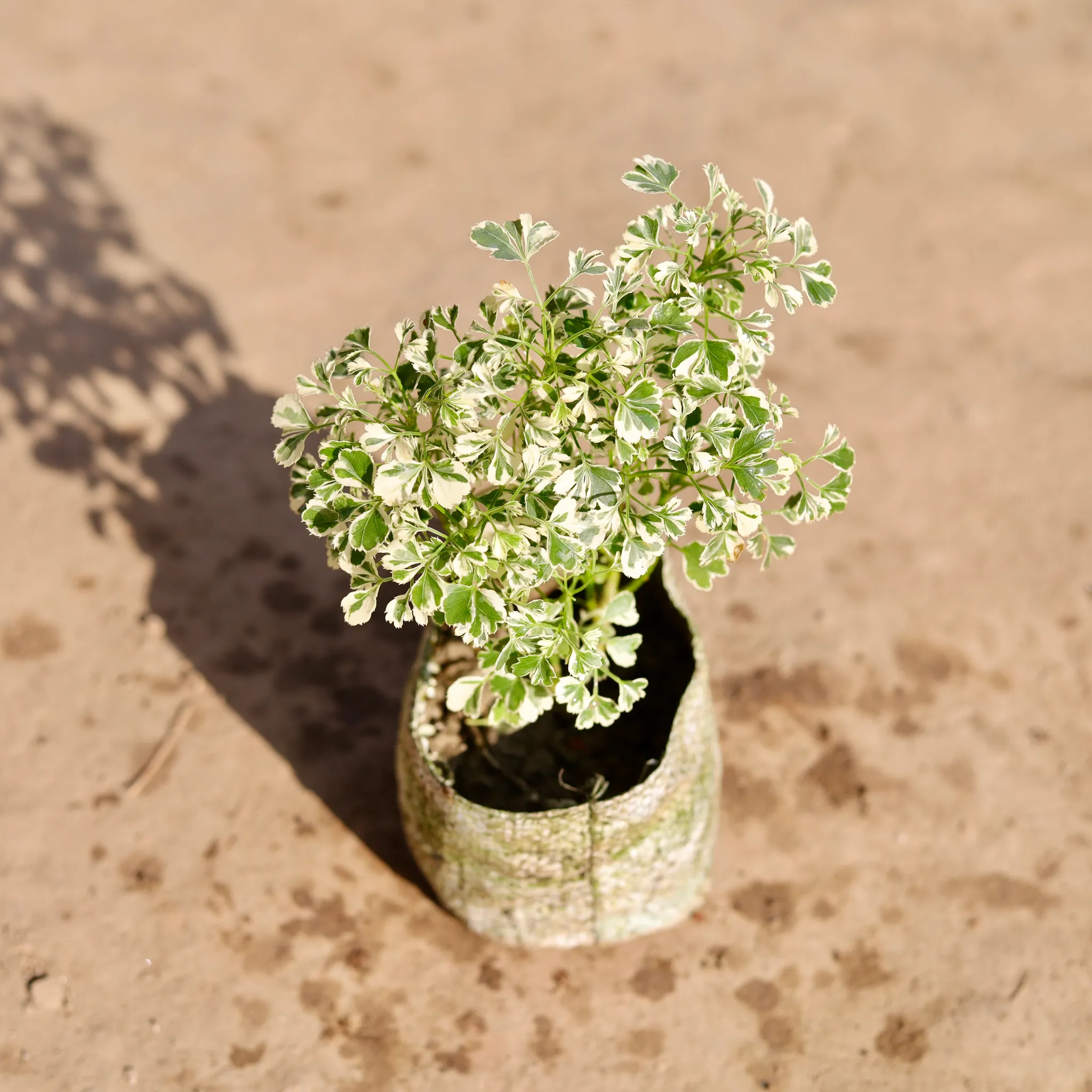 Aralia Dwarf Variegated in 4 Inch Nursery Bag