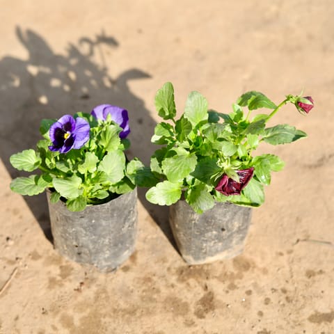Set Of 2 - Pansy (Any Colour) in 4 Inch Nursery Bag