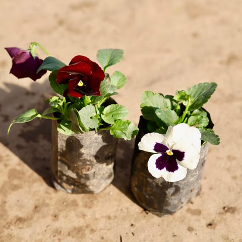 Set Of 2 - Pansy (Any Colour) in 4 Inch Nursery Bag