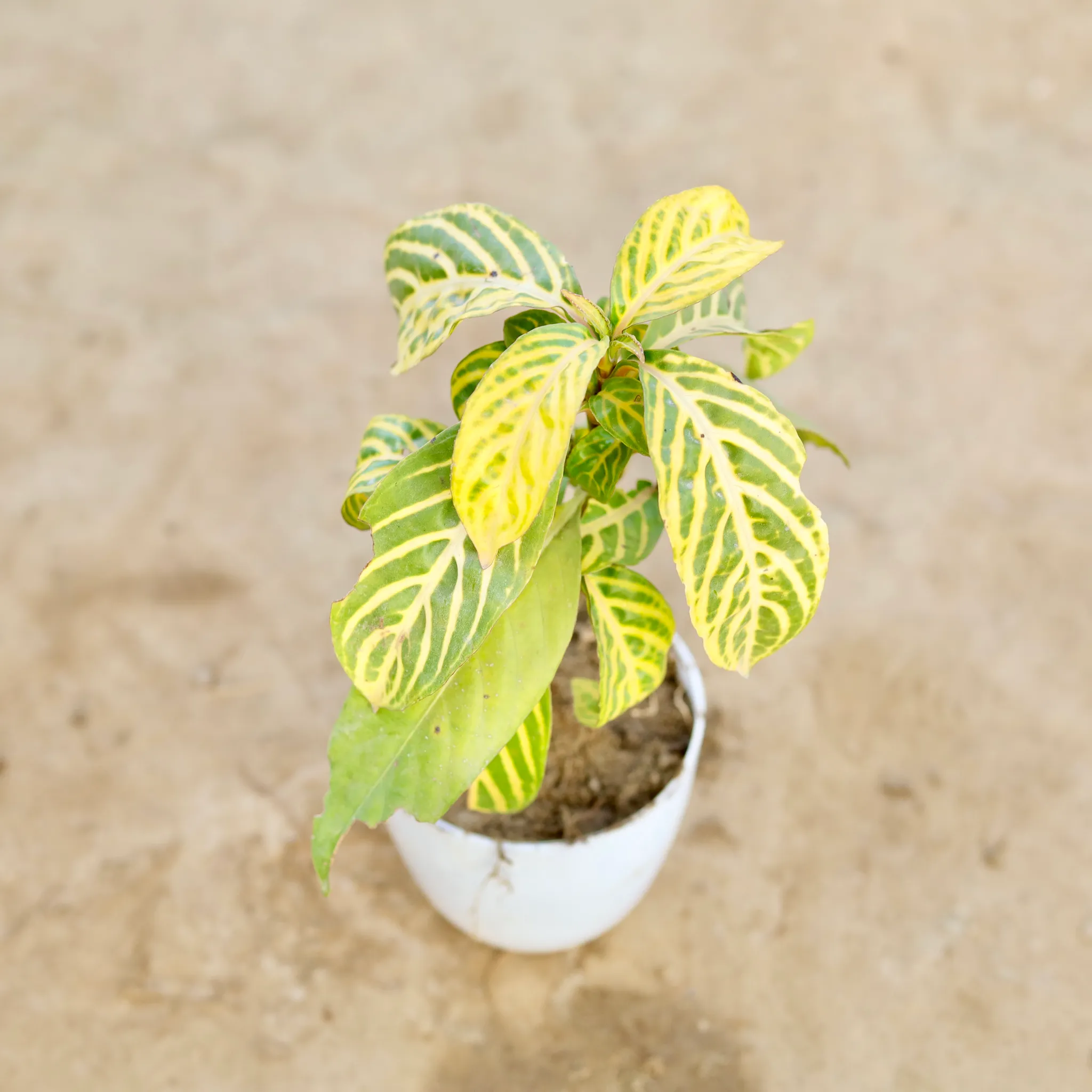 Sanchezia in 6 Inch White Premium Orchid Round Plastic Pot