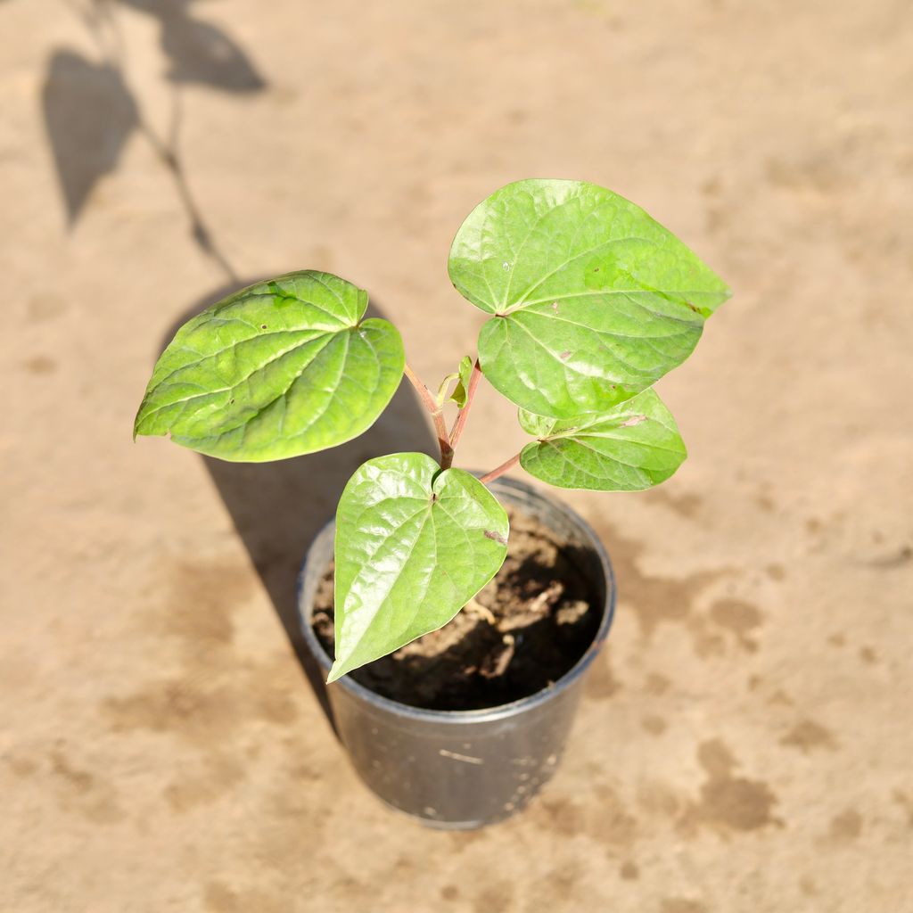 Buy Paan / Betel Leaf in 5 Inch Nursery Pot Online | Urvann.com Paan / Betel Leaf? in 5 Inch Nursery Pot