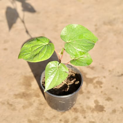 Buy Paan / Betel Leaf  in 5 Inch Nursery Pot Online | Urvann.com