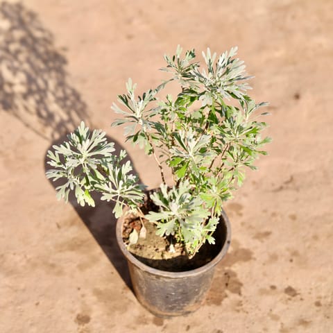 Lavender in 6 Inch Nursery Pot