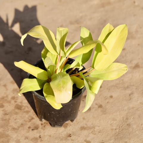 Philodendron Golden in 6 Inch Nursery Pot