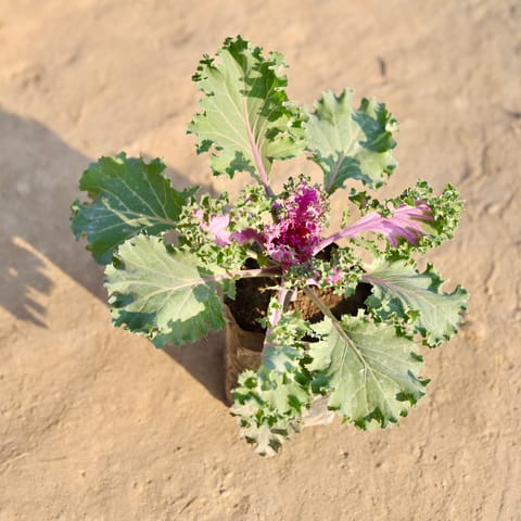 Kale in 4 Inch Nursery Bag