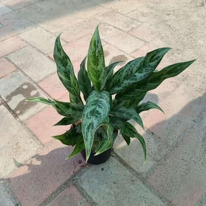 Aglaonema Parrot in 4 Inch Nursery Pot
