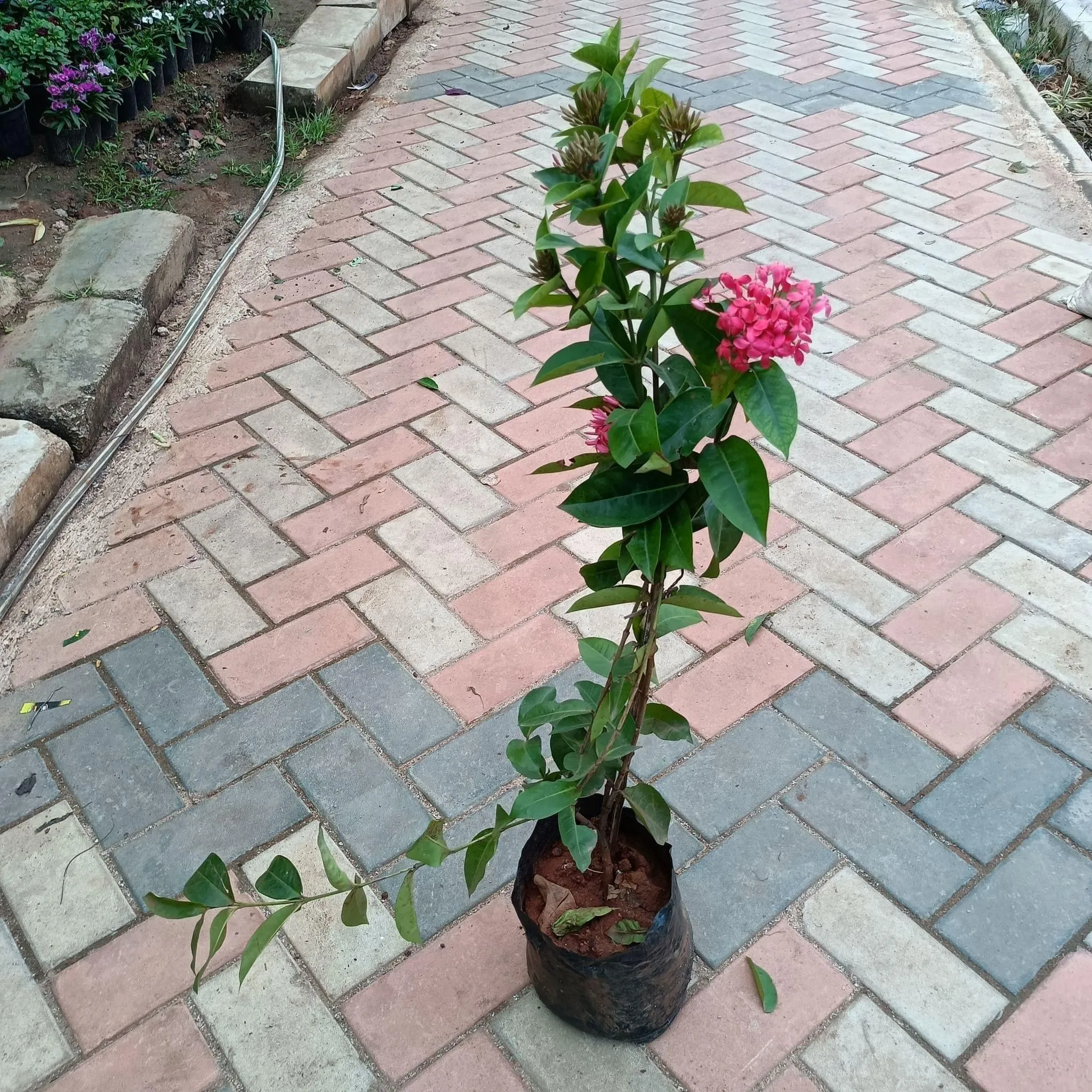 Ixora Red (~ 2-3 Ft) in 8 Inch Nursery Bag