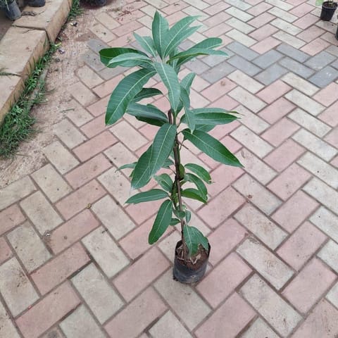 Mango Grafted ~ 2-3 ft in 5 Inch Nursery Bag