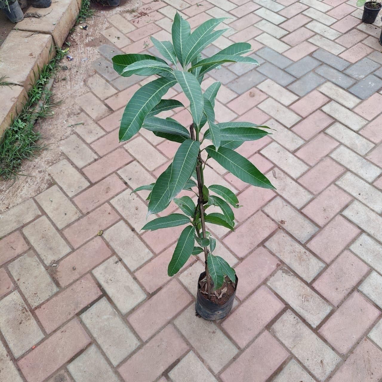 Mango Grafted ~ 2-3 ft in 5 Inch Nursery Bag