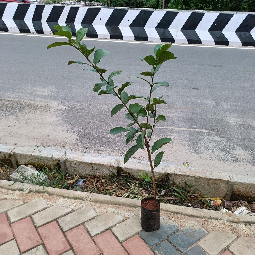 Buy Amrud / Guava ~ 3-4 ft in 5 Inch Nursery Bag Online | Urvann.com Amrud / Guava (~ 3-4 Ft) in 5 Inch Nursery Bag
