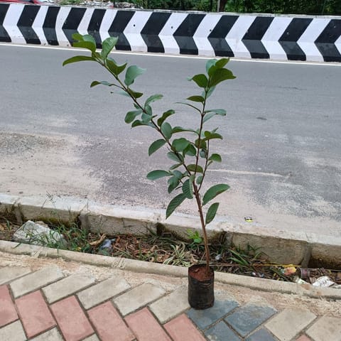 Amrud / Guava (~ 3-4 Ft) in 5 Inch Nursery Bag