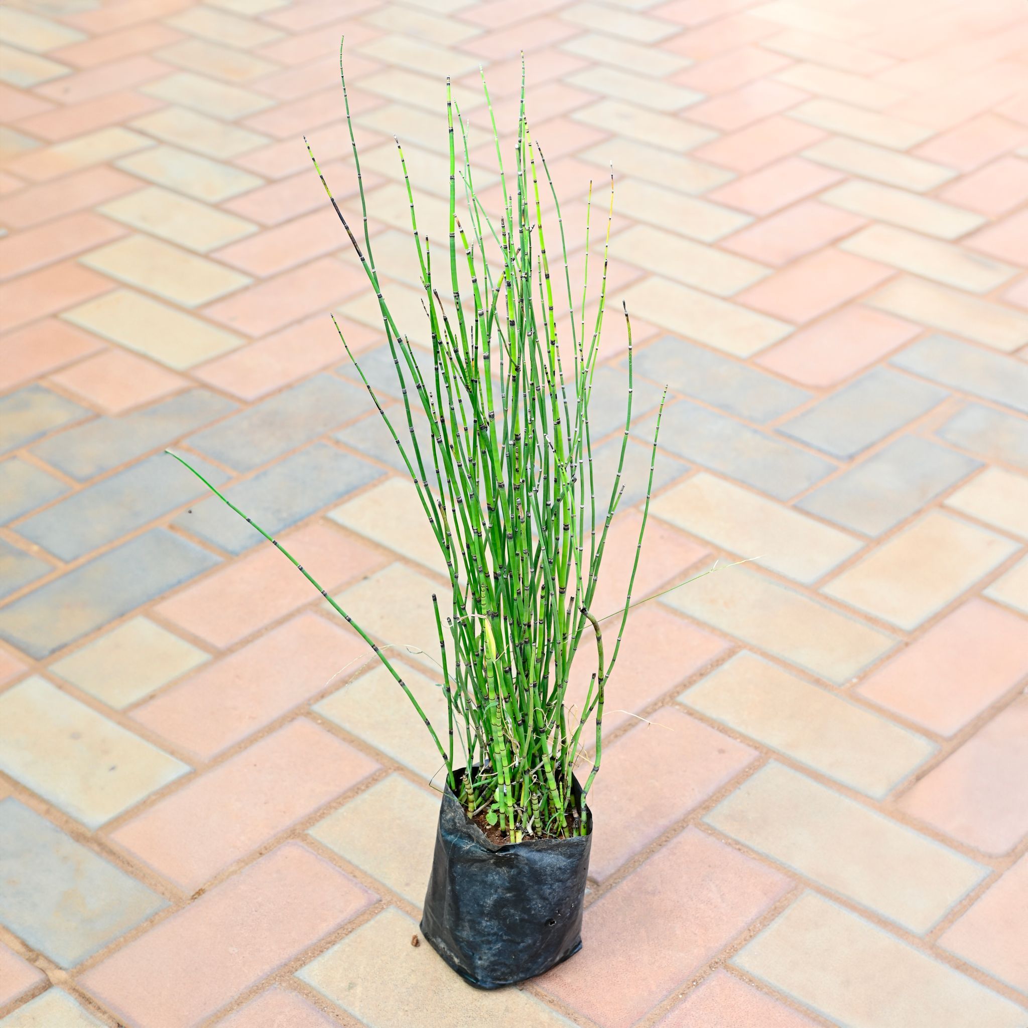 Water Bamboo in 8 Inch Nursery Bag