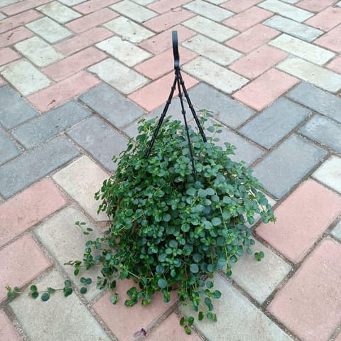 Turtle Vine in 8 Inch Hanging Basket