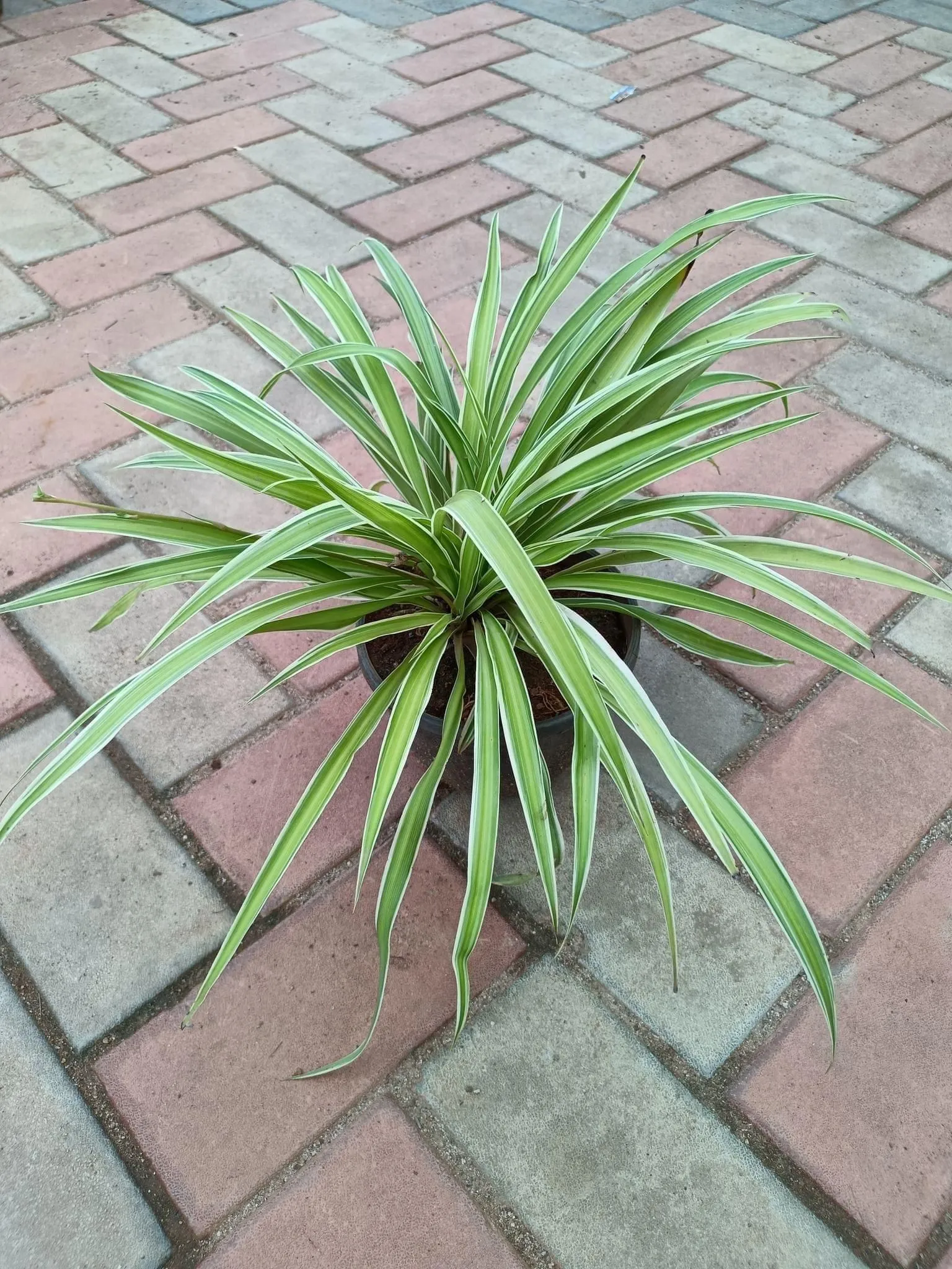 Spider in 6 Inch Nursery Pot