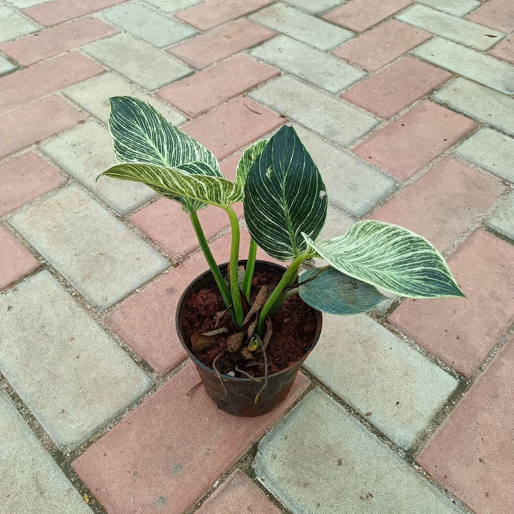 Buy Philodendron Birkin in 4 Inch Plastic Pot Online | Urvann.com Philodendron Birkin in 4 Inch Nursery Pot