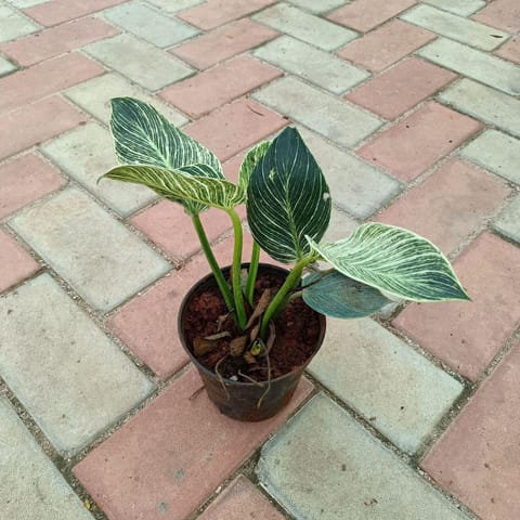Philodendron Birkin in 4 Inch Nursery Pot
