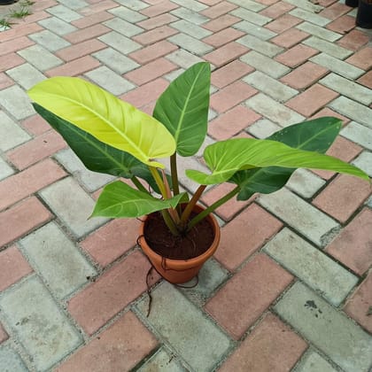 Buy Philodendron Large in 6 Inch Plastic Pot Online | Urvann.com