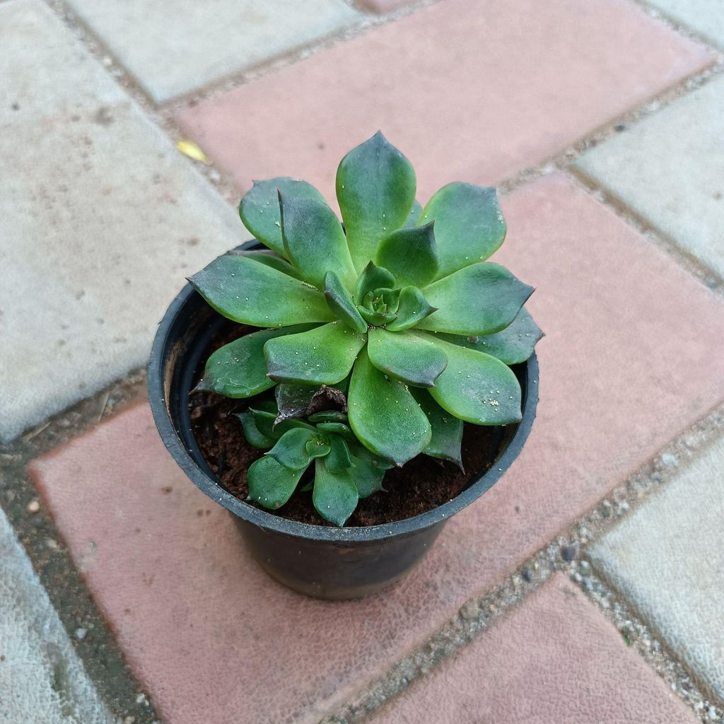 Buy Echeveria in 3 Inch Plastic Pot Online | Urvann.com Echeveria in 3 Inch Nursery Pot