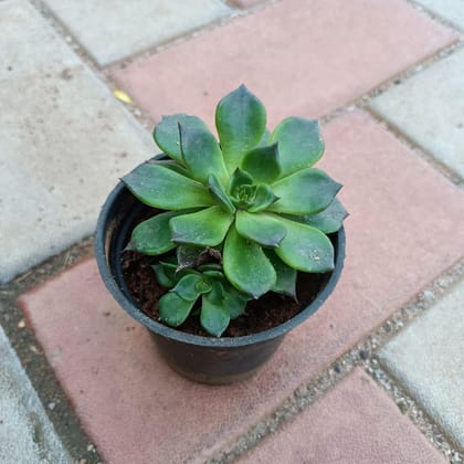 Buy Echeveria in 3 Inch Plastic Pot Online | Urvann.com