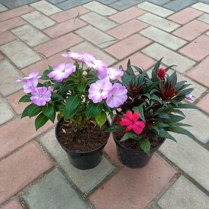 Buy Set of 2 - Impatiens Balsamina ( Red & Purple) in 4 Inch Plastic Pot Online | Urvann.com