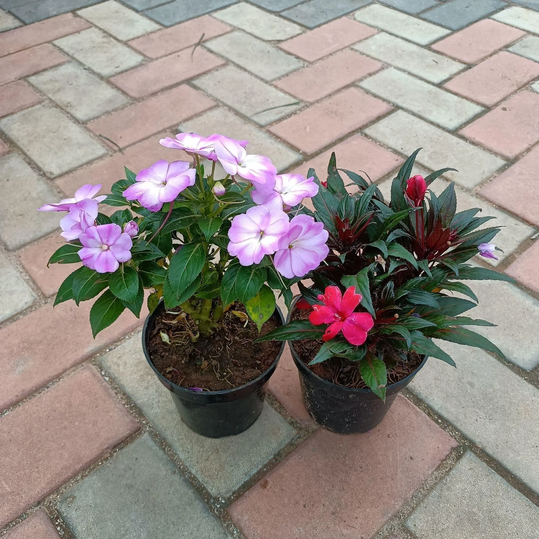 Set of 2 - Impatiens Balsamina ( Red & Purple) in 4 Inch Nursery Pot