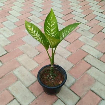 Buy Dieffenbachia in 6 Inch Plastic Pot Online | Urvann.com