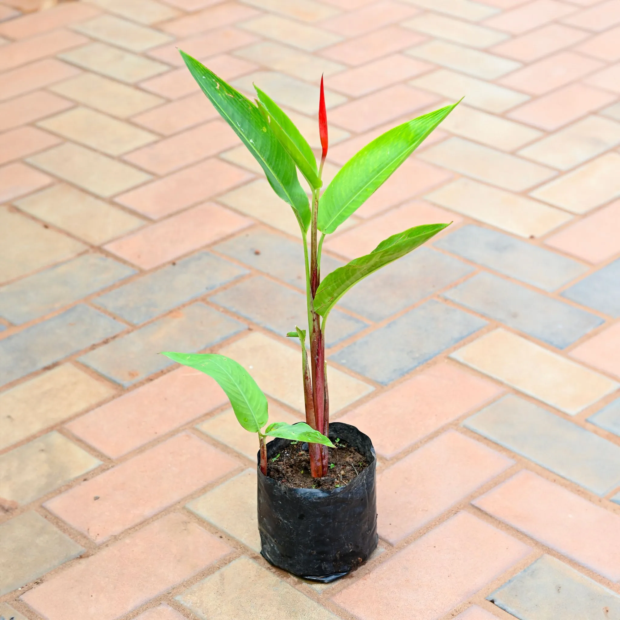 Heliconia (any colour) in 4 Inch Nursery Bag