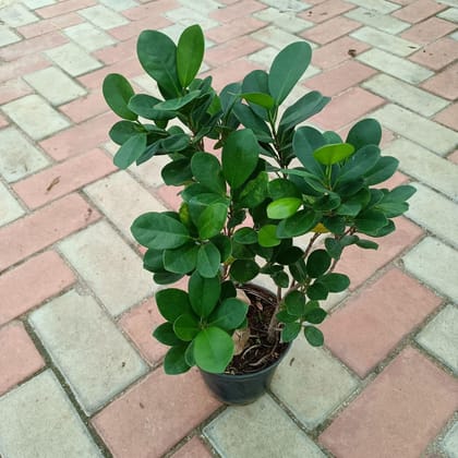 Buy Ficus Long Island in 6 Inch Plastic Pot Online | Urvann.com