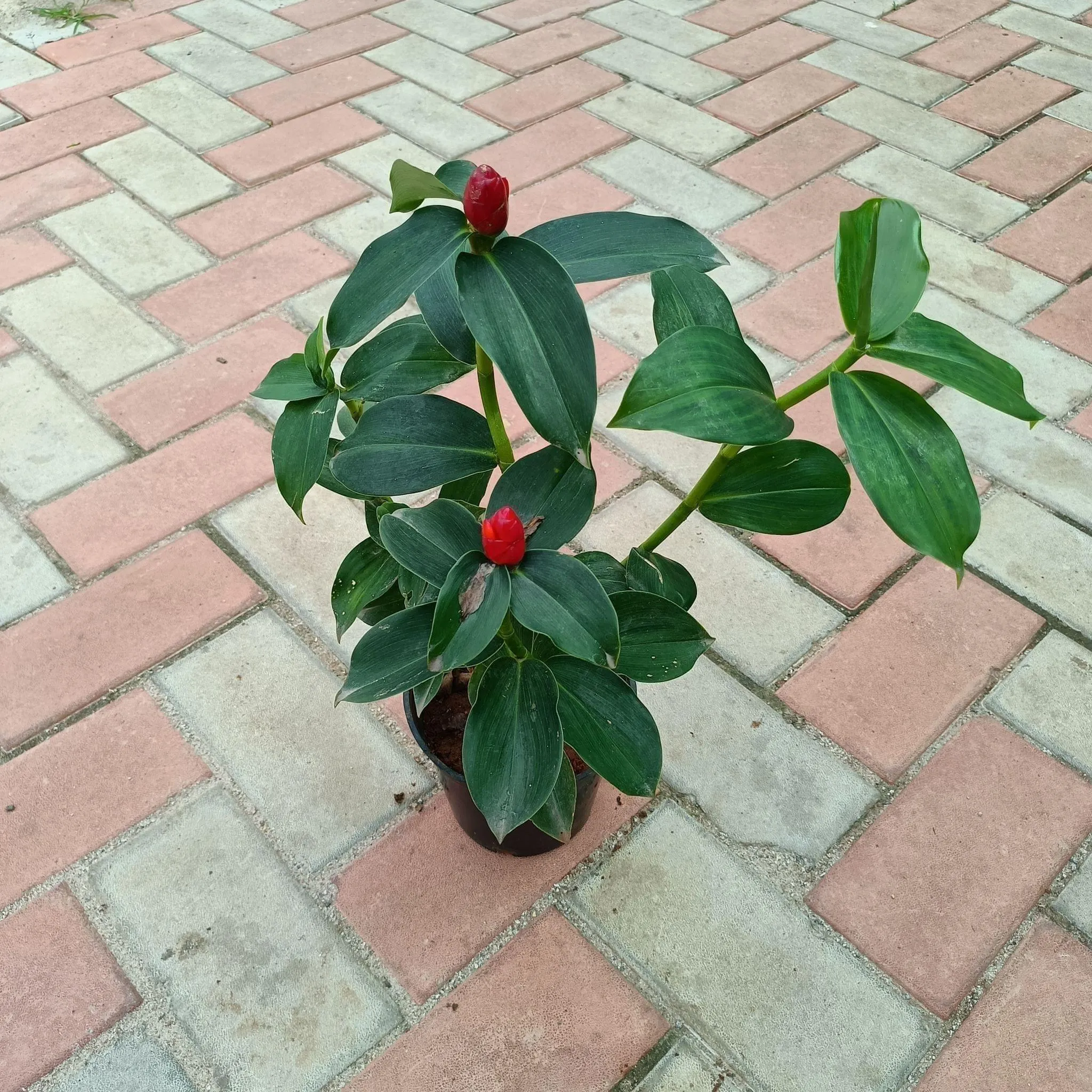 Stevia / Sugar Free Plant (any colour) in 6 Inch Nursery Pot
