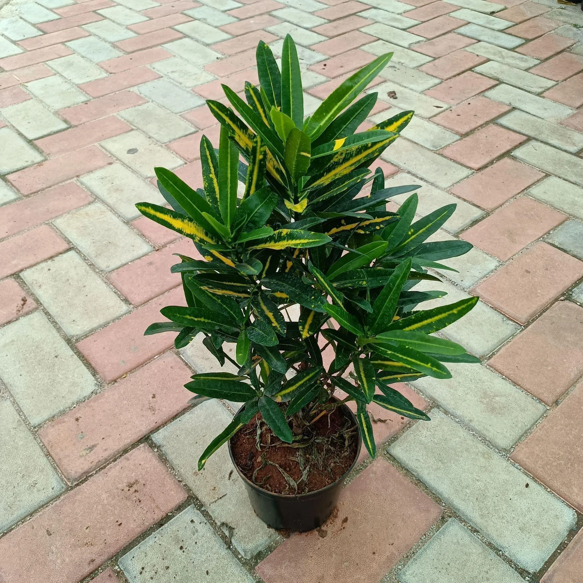Croton Chinese in 6 Inch Nursery Pot