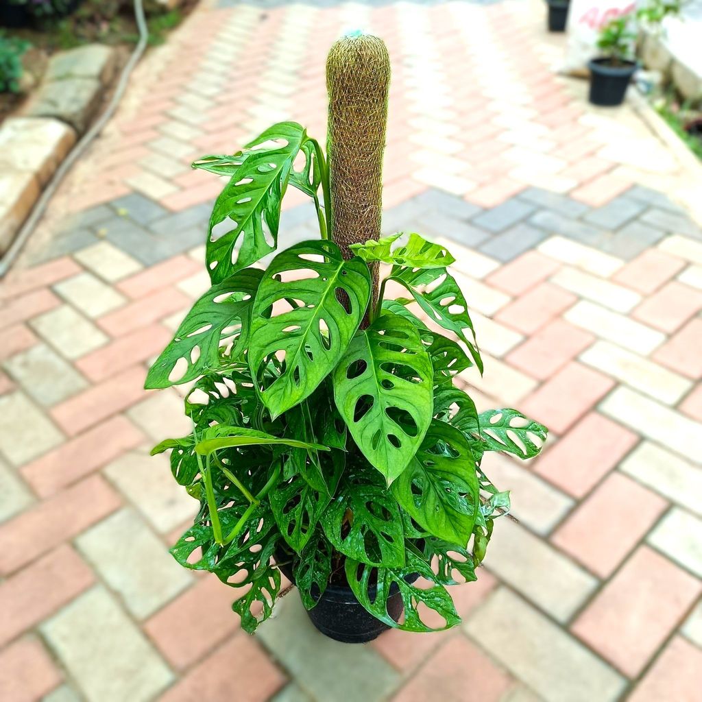 Monstera Broken Heart / Adansonii with 3 ft Moss Stick in 10 Inch Nursery Pot Monstera Broken Heart / Adansonii with 3 ft Moss Stick in 10 Inch Nursery Pot