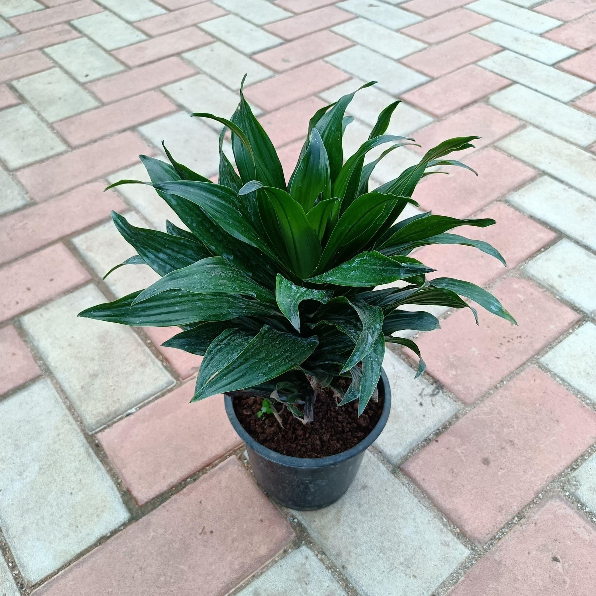 Dracaena Compacta in 6 Inch Nursery Pot