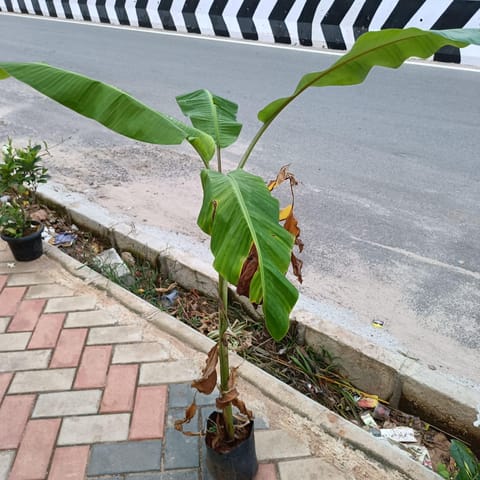 Banana ~ 4-5 ft in 6 Inch Live Plant Nursery Bag
