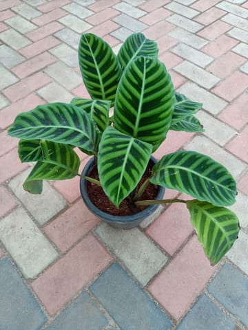 Maranta Exotic Calathea in 10 Inch Nursery Pot