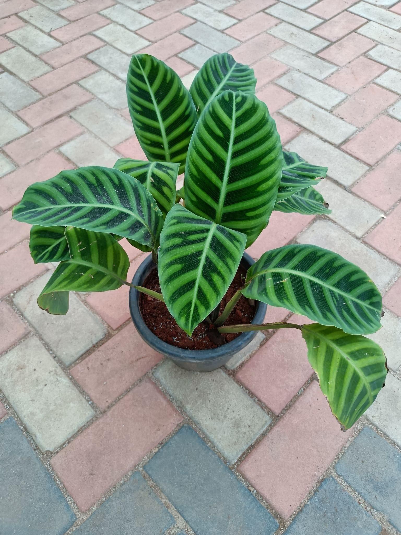 Maranta Exotic Calathea in 10 Inch Nursery Pot