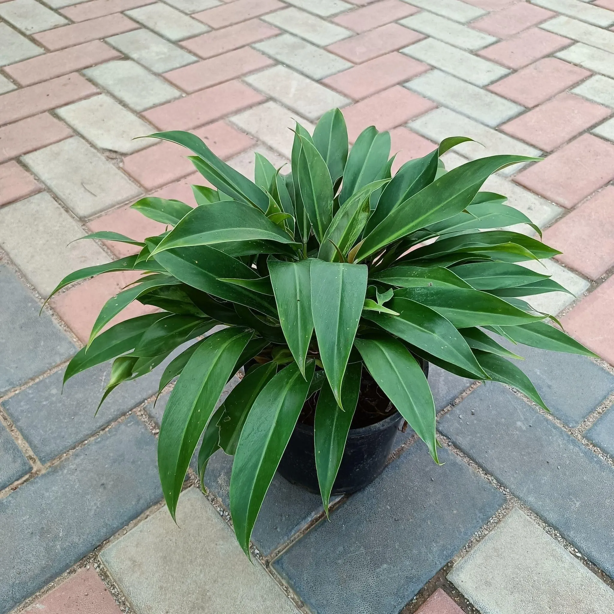 Philodendron Green in 8 Inch Nursery Pot