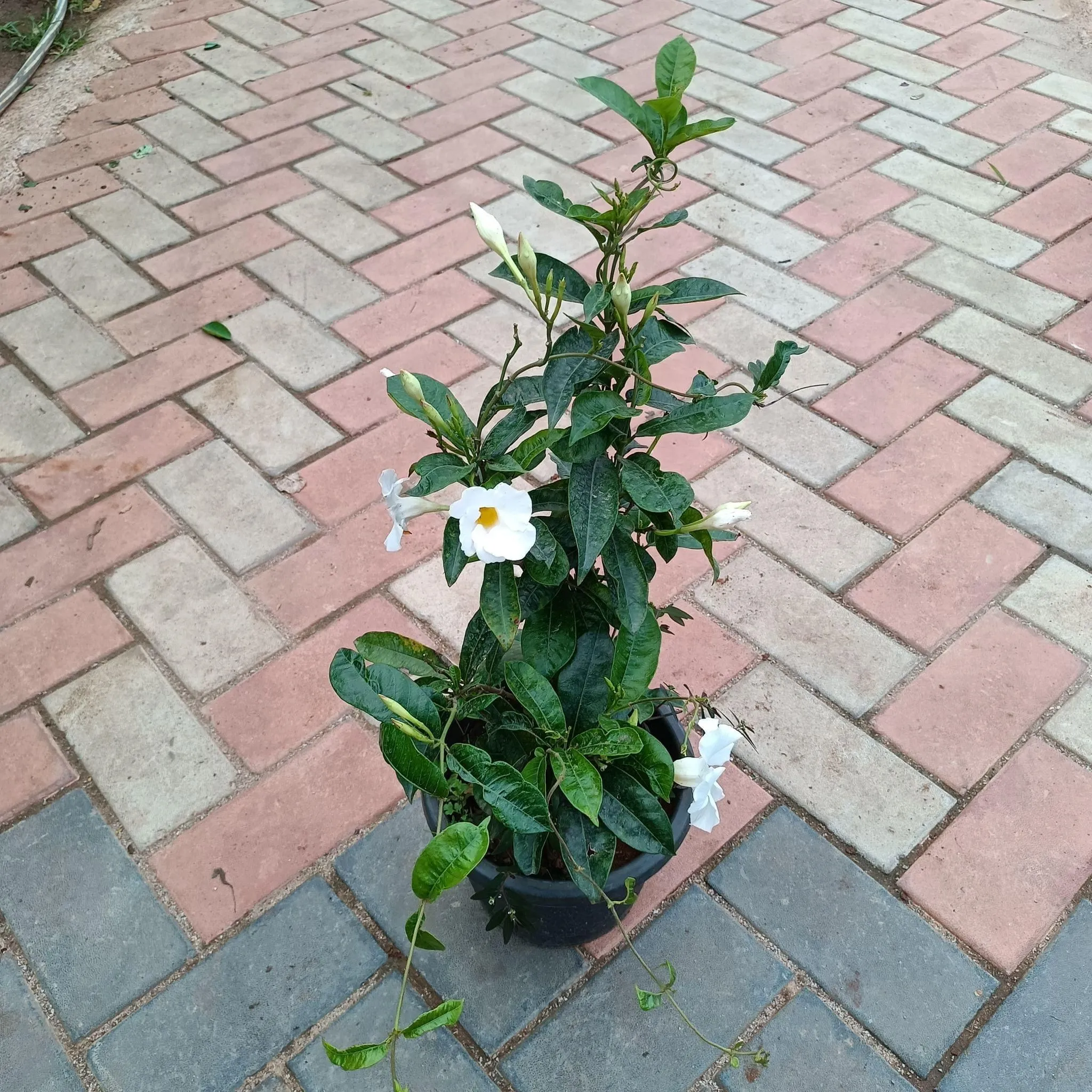 Mandevilla White in 10 Inch Nursery Pot