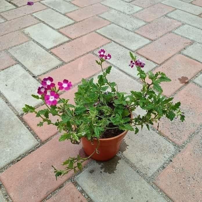 Verbena in 5 Inch Nursery Pot (Any Colour)