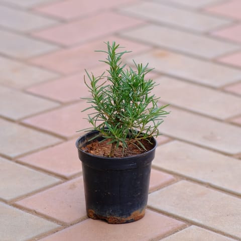 Rosemary in 4 Inch Nursery Pot