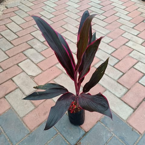 Dracaena Kedarnath in 4 Inch Nursery Pot