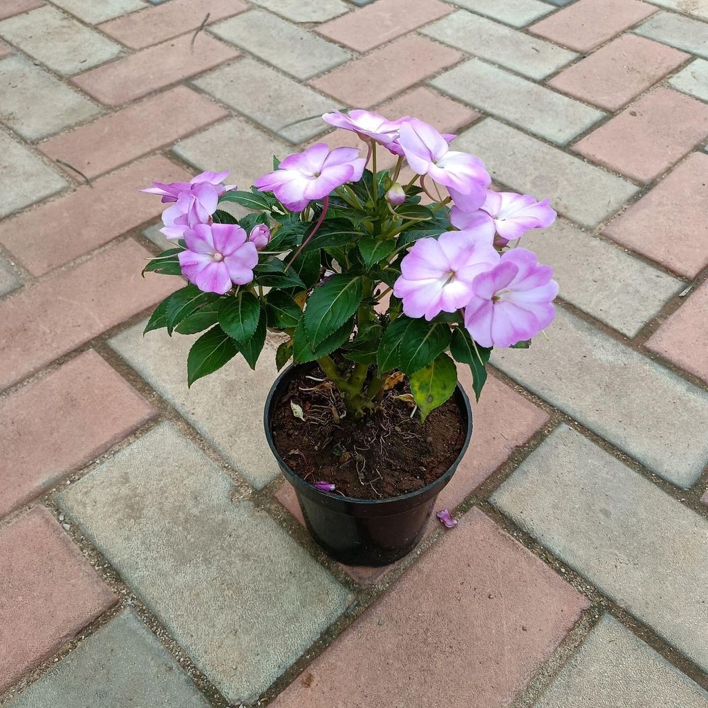 Buy Impatiens Balsamina Purple in 4 Inch Plastic Pot Online | Urvann.com Impatiens Balsamina Purple in 4 Inch Nursery Pot