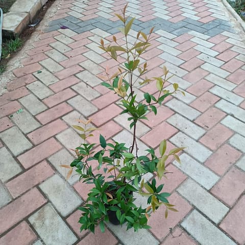 Syzigium in 4 Inch Live Fresh Plant Nursery Bag in Kurla