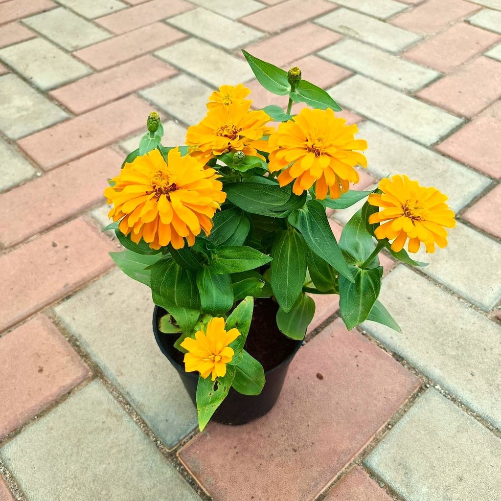 Zinnia Yellow in 5 Inch Nursery Pot Zinnia Yellow in 5 Inch Nursery Pot