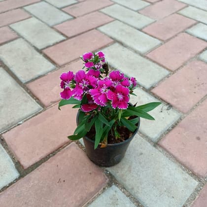 Buy Dianthus in 4 Inch Plastic Pot Online | Urvann.com