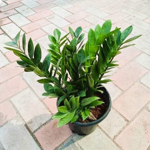 Green Zz (~ 1 Ft) in 8 Inch Nursery Pot