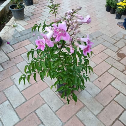 Buy Tecoma Pink in 6 Inch Nursery Bag Online | Urvann.com