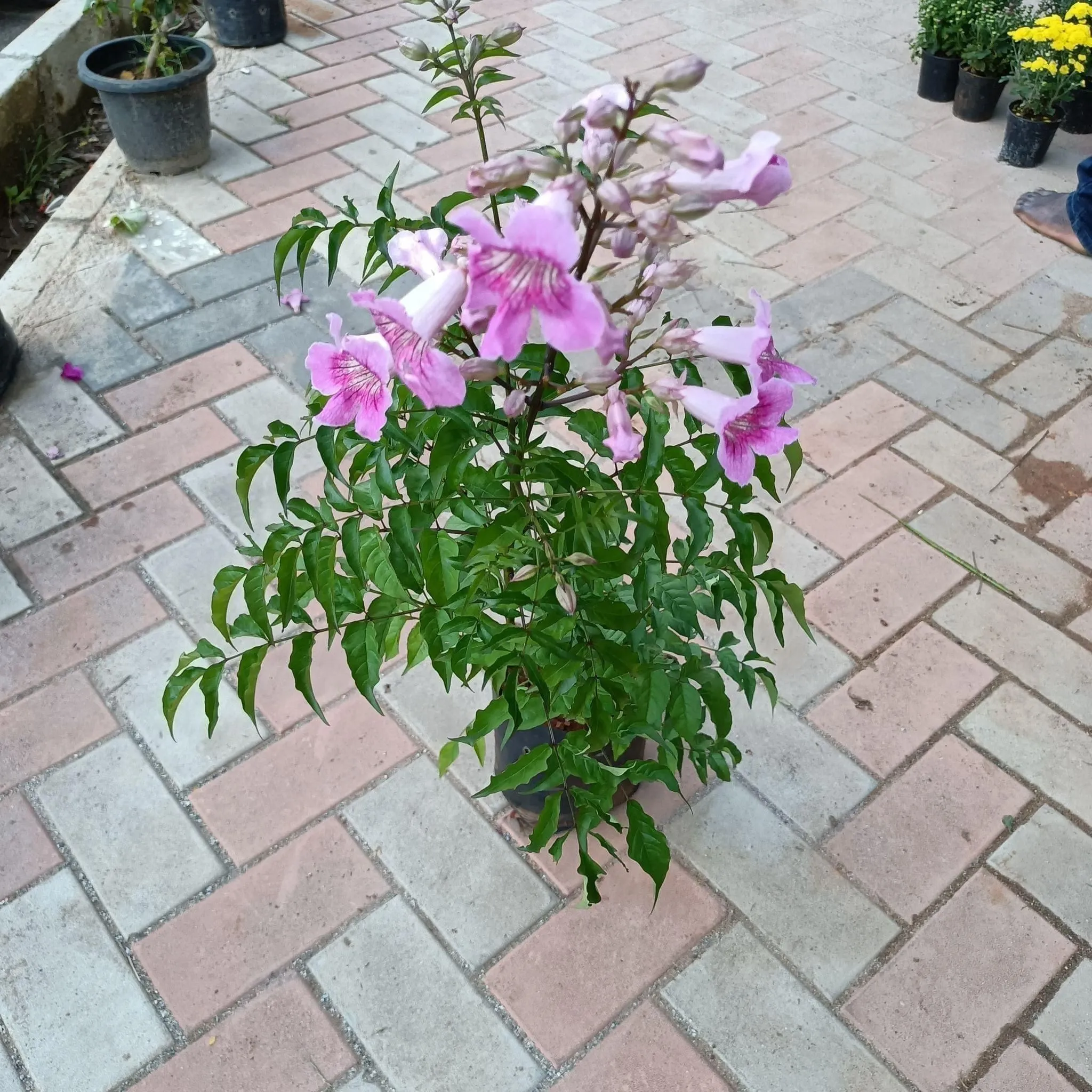 Tecoma Pink in 6 Inch Nursery Bag