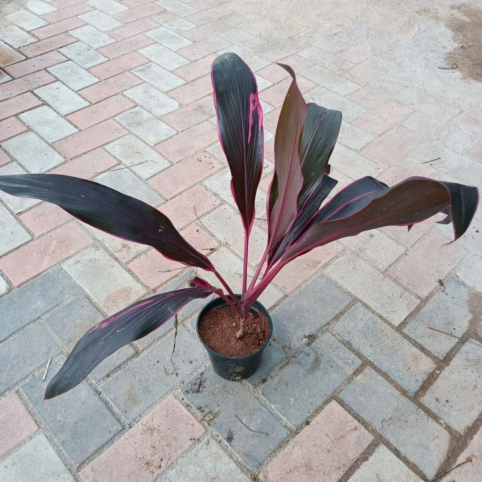 Dracaena Rosy in 6 Inch Nursery Pot