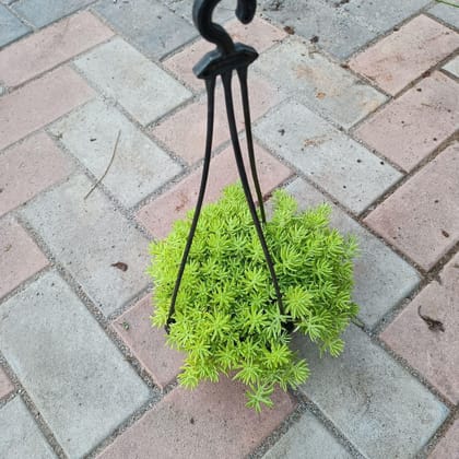 Buy Sedum Golden in 6 Inch Hanging basket Online | Urvann.com